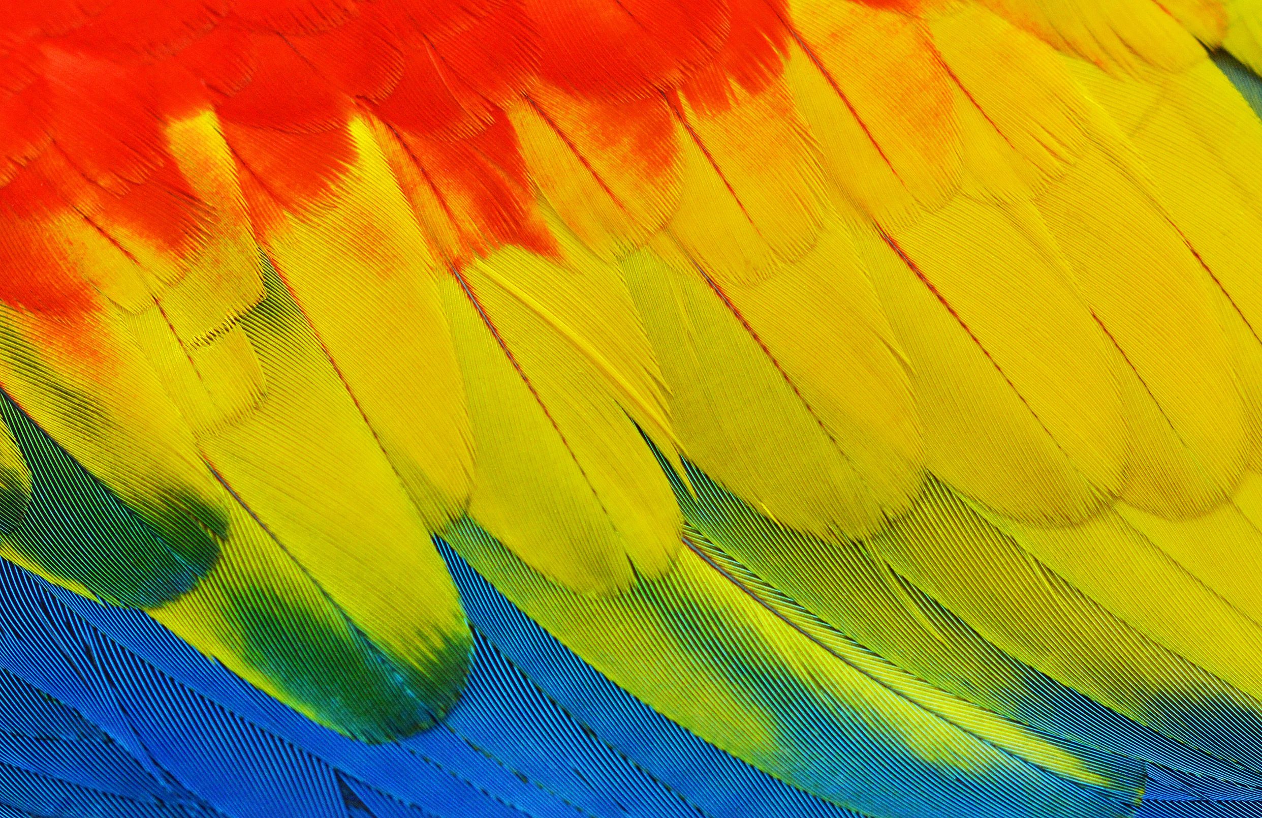 Bright Parrot Feathers