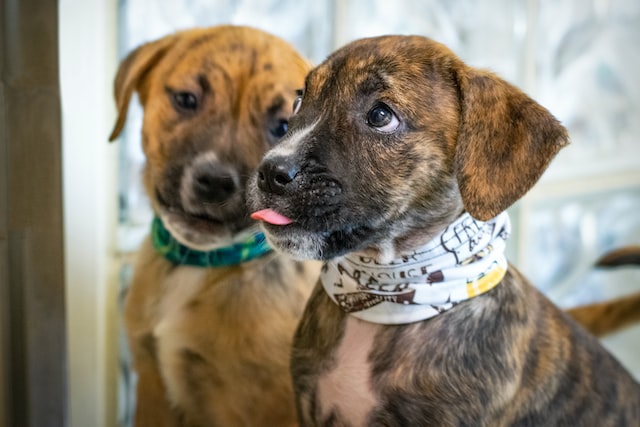 Two puppies representing adoption at animal shelter or animal rescue