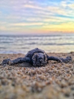 Baby der Lederschildkröte